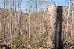 property photo for Creek Hollow Phase I Tract 54, 3.45 acres for sale in Rockcastle County, Kentucky