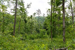 property photo for Creek Hollow Phase II Tract 57, 11.98 acres for sale in Rockcastle County, Kentucky