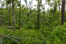 property photo for Creek Hollow Phase II Tract 57, 11.98 acres for sale in Rockcastle County, Kentucky