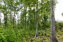 property photo for Creek Hollow Phase II Tract 57, 11.98 acres for sale in Rockcastle County, Kentucky