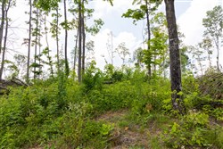 property photo for Creek Hollow Phase II Tract 57, 11.98 acres for sale in Rockcastle County, Kentucky