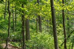 property photo for Creek Hollow Phase II Tract 58, 11.99 acres for sale in Rockcastle County, Kentucky