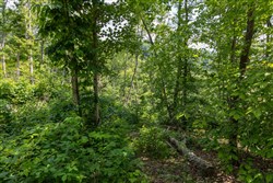 property photo for Creek Hollow Phase II Tract 59, 9.98 acres for sale in Rockcastle County, Kentucky