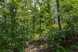 property photo for Creek Hollow Phase II Tract 59, 9.98 acres for sale in Rockcastle County, Kentucky