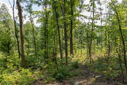 property photo for Creek Hollow Phase II Tract 59, 9.98 acres for sale in Rockcastle County, Kentucky