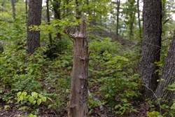property photo for Creek Hollow Phase II Tract 60, 15.65 acres for sale in Rockcastle County, Kentucky