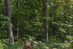 property photo for Creek Hollow Phase II Tract 60, 15.65 acres for sale in Rockcastle County, Kentucky