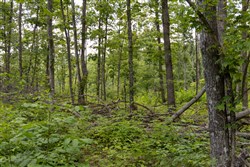 property photo for Creek Hollow Phase II Tract 60, 15.65 acres for sale in Rockcastle County, Kentucky