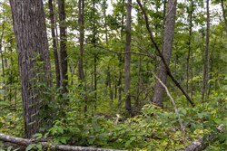 property photo for Creek Hollow Phase II Tract 60, 15.65 acres for sale in Rockcastle County, Kentucky