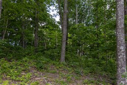 property photo for Creek Hollow Phase II Tract 61, 14 acres for sale in Rockcastle County, Kentucky