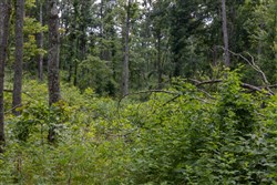 property photo for Creek Hollow Phase II Tract 61, 14 acres for sale in Rockcastle County, Kentucky