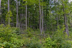 property photo for Creek Hollow Phase II Tract 61, 14 acres for sale in Rockcastle County, Kentucky
