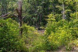 property photo for Creek Hollow Phase II Tract 61, 14 acres for sale in Rockcastle County, Kentucky