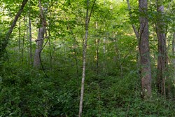 property photo for Creek Hollow Phase II Tract 62, 24.59 acres for sale in Rockcastle County, Kentucky