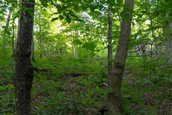 property photo for Creek Hollow Phase II Tract 62, 24.59 acres for sale in Rockcastle County, Kentucky