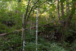 property photo for Creek Hollow Phase II Tract 62, 24.59 acres for sale in Rockcastle County, Kentucky