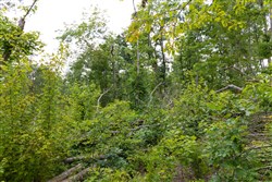 property photo for Creek Hollow Phase II Tract 68, 17.23 acres for sale in Rockcastle County, Kentucky
