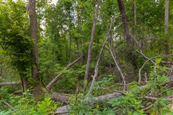 property photo for Creek Hollow Phase II Tract 68, 17.23 acres for sale in Rockcastle County, Kentucky