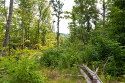 property photo for Creek Hollow Phase II Tract 68, 17.23 acres for sale in Rockcastle County, Kentucky