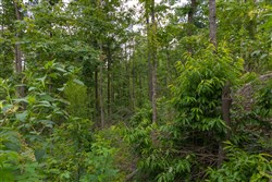 property photo for Creek Hollow Phase II Tract 68, 17.23 acres for sale in Rockcastle County, Kentucky