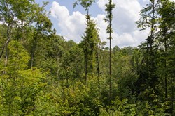 property photo for Creek Hollow Phase II Tract 69, 9.75 acres for sale in Rockcastle County, Kentucky