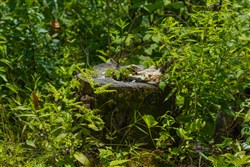 property photo for Creek Hollow Phase II Tract 69, 9.75 acres for sale in Rockcastle County, Kentucky