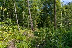 property photo for Creek Hollow Phase II Tract 74, 19.03 acres for sale in Rockcastle County, Kentucky