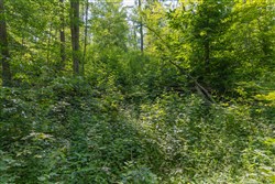 property photo for Creek Hollow Phase II Tract 76, 16.28 acres for sale in Rockcastle County, Kentucky