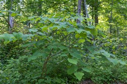 property photo for Creek Hollow Phase II Tract 76, 16.28 acres for sale in Rockcastle County, Kentucky