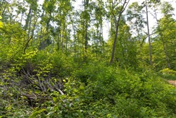 property photo for Creek Hollow Phase II Tract 76, 16.28 acres for sale in Rockcastle County, Kentucky