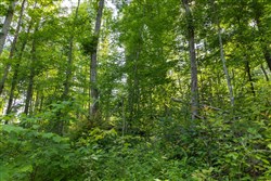 property photo for Creek Hollow Phase II Tract 76, 16.28 acres for sale in Rockcastle County, Kentucky