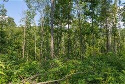 property photo for Creek Hollow Phase II Tract 76, 16.28 acres for sale in Rockcastle County, Kentucky