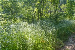 property photo for Creek Hollow Phase II Tract 78, 15.95 acres for sale in Rockcastle County, Kentucky