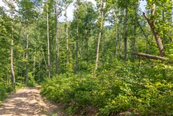 property photo for Creek Hollow Phase II Tract 79, 17.65 acres for sale in Rockcastle County, Kentucky