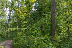 property photo for Creek Hollow Phase II Tract 79, 17.65 acres for sale in Rockcastle County, Kentucky