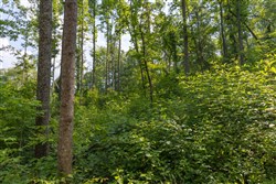 property photo for Creek Hollow Phase II Tract 79, 17.65 acres for sale in Rockcastle County, Kentucky