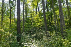 property photo for Creek Hollow Phase II Tract 80, 13.55 acres for sale in Rockcastle County, Kentucky