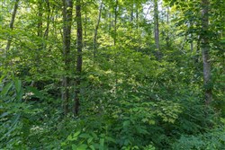 property photo for Creek Hollow Phase II Tract 80, 13.55 acres for sale in Rockcastle County, Kentucky