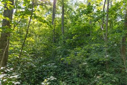 property photo for Creek Hollow Phase II Tract 80, 13.55 acres for sale in Rockcastle County, Kentucky