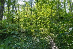 property photo for Creek Hollow Phase II Tract 80, 13.55 acres for sale in Rockcastle County, Kentucky