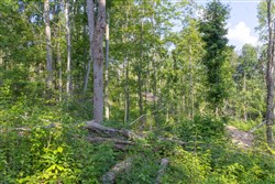 property photo for Creek Hollow Phase II Tract 81, 6.5 acres for sale in Rockcastle County, Kentucky