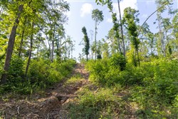 property photo for Creek Hollow Phase II Tract 81, 6.5 acres for sale in Rockcastle County, Kentucky