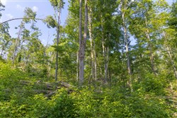 property photo for Creek Hollow Phase II Tract 81, 6.5 acres for sale in Rockcastle County, Kentucky