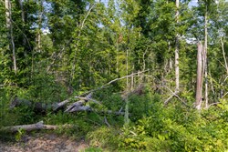 property photo for Creek Hollow Phase II Tract 83, 8.62 acres for sale in Rockcastle County, Kentucky