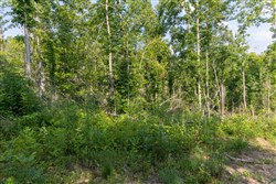 property photo for Creek Hollow Phase II Tract 83, 8.62 acres for sale in Rockcastle County, Kentucky