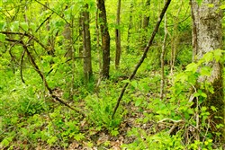 property photo for Trails End Tract 14, 11.51 acres for sale in Rockcastle County, Kentucky