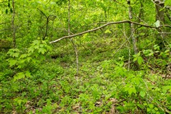 property photo for Trails End Tract 14, 11.51 acres for sale in Rockcastle County, Kentucky