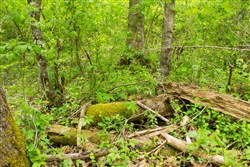 property photo for Trails End Tract 14, 11.51 acres for sale in Rockcastle County, Kentucky