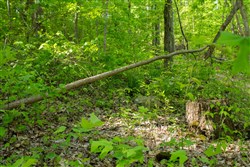 property photo for Trails End Tract 18, 15.07 acres for sale in Rockcastle County, Kentucky