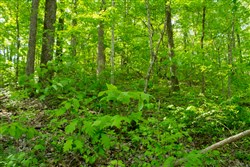 property photo for Trails End Tract 18, 15.07 acres for sale in Rockcastle County, Kentucky